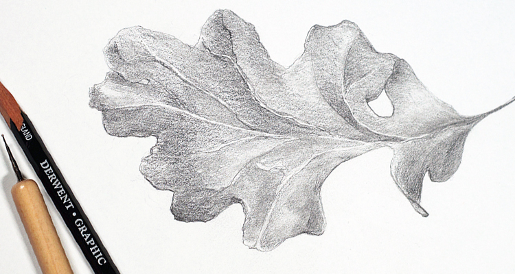 Oak leaf drawing in graphite pencil