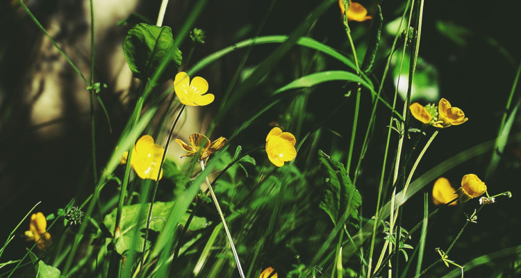 Yellow petaled flowers