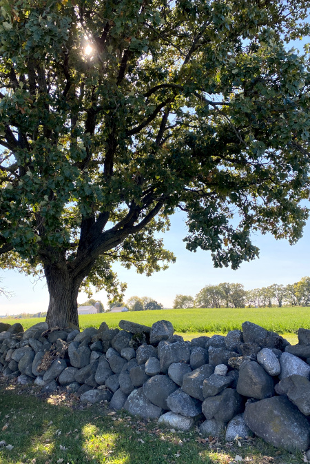 A photo of a large oak tree behind a low rock wall. In the background is prairie grass and barns in the distance.