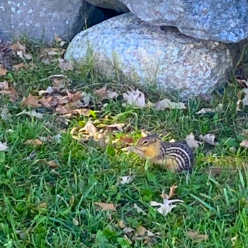 A thirteen-lined ground squirrel in grass, eating an acorn.